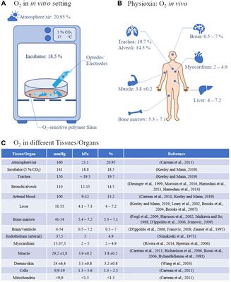 Physiological oxygen measurements in vitro-Schrödinger’s cat in 3D cell biology